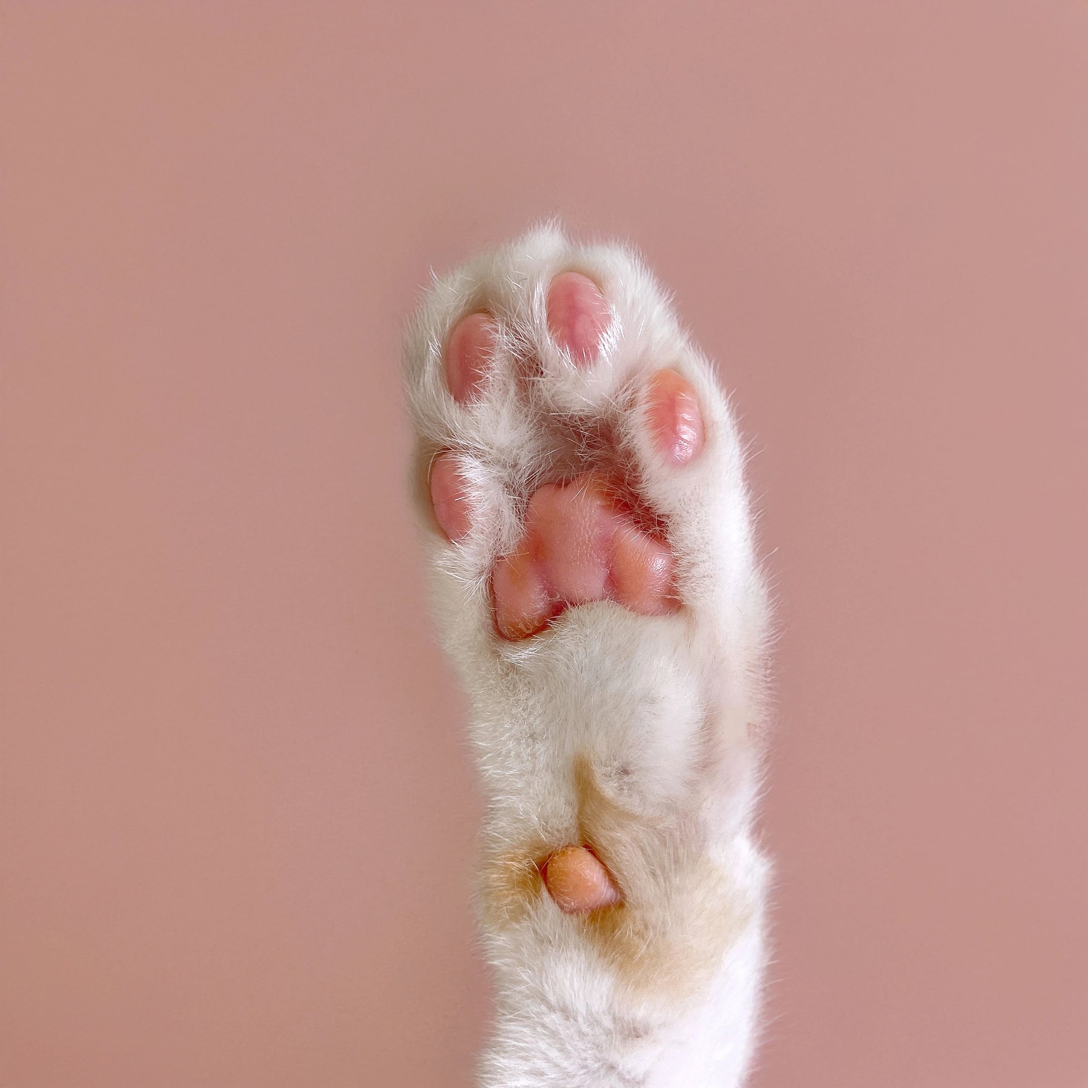 Close-up of a gentle paw symbolizing Daisy
